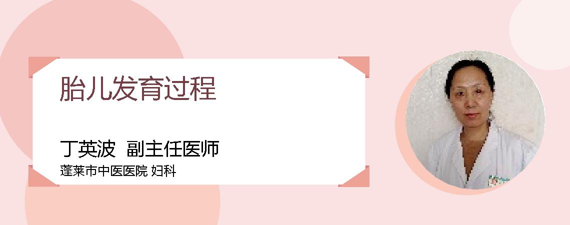 胎儿发育过程