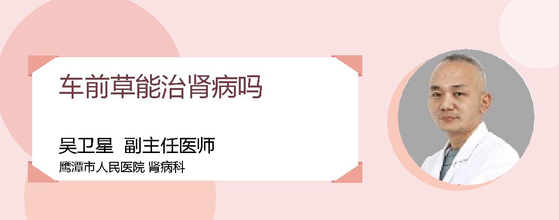 车前草能治肾病吗