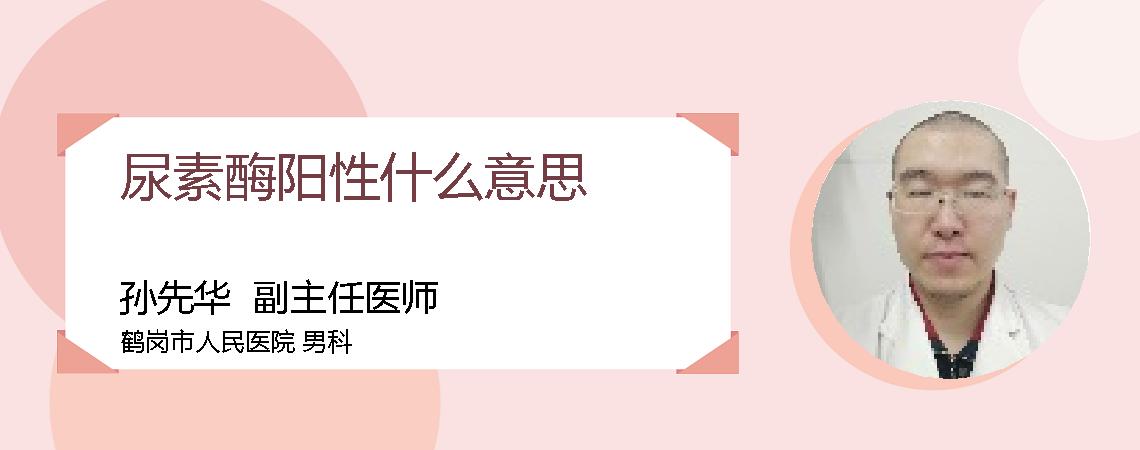 尿素酶阳性什么意思