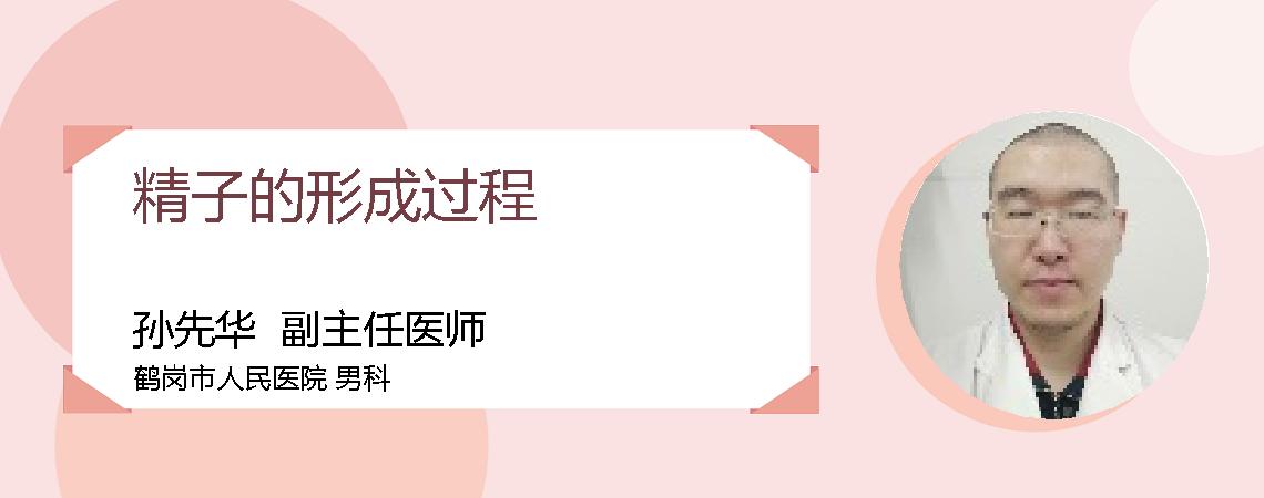 精子的形成过程
