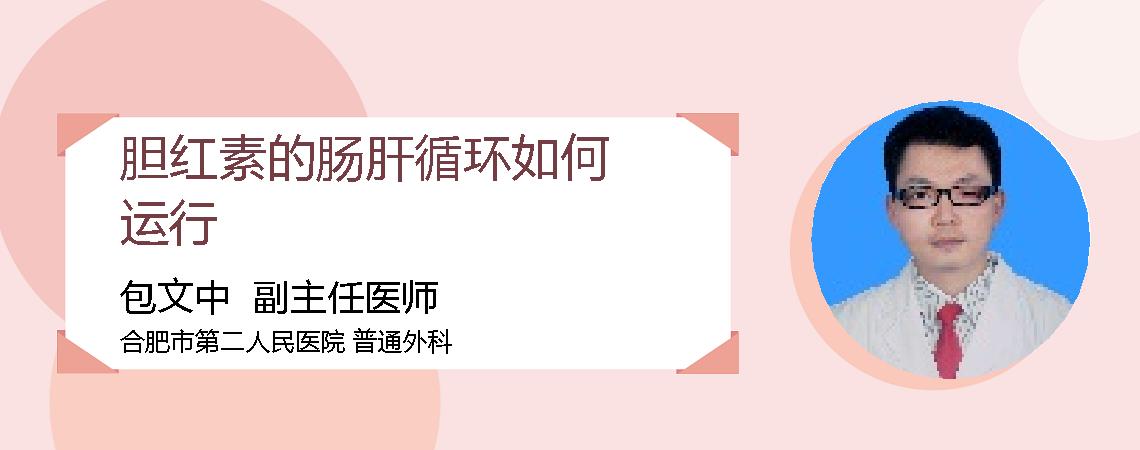 胆红素的肠肝循环如何运行