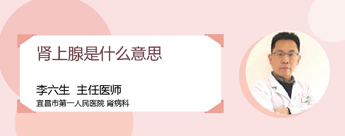 肾上腺是什么意思